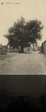 Zoersel Lindenboom